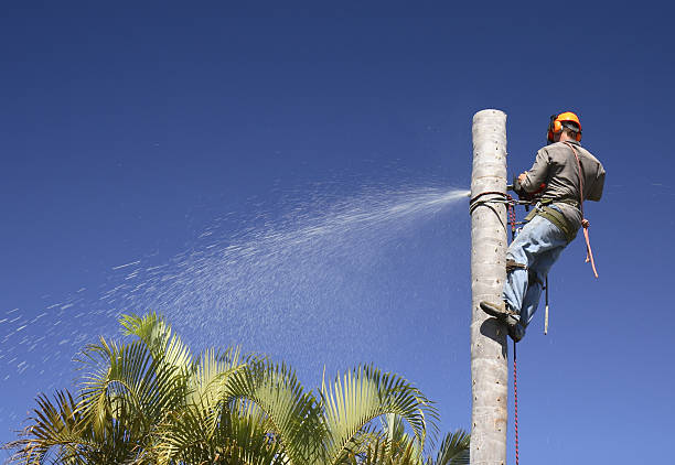 Best Emergency Tree Removal  in West Plains, MO