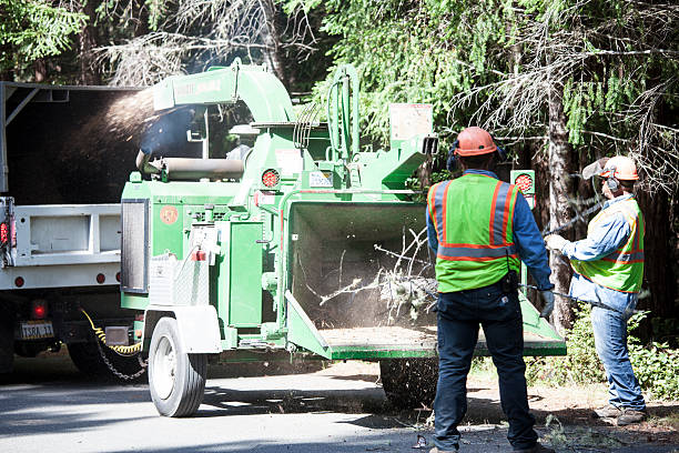 Leaf Removal in West Plains, MO