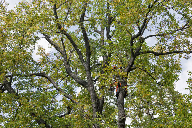 Best Tree Risk Assessment  in West Plains, MO